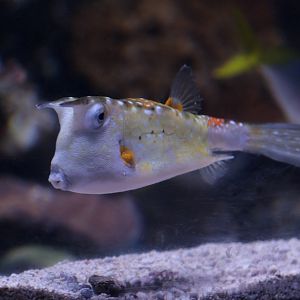 Longhorn Cowfish (Lactoria cornuta)