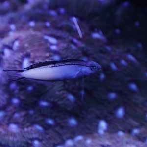 blackline fangblenny (Meiacanthus nigrolineatus)