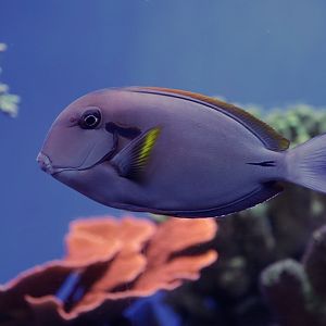 Epaulette surgeonfish (Acanthurus nigricauda)