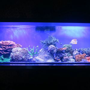 Tropical Pacific Gallery - Living Corals