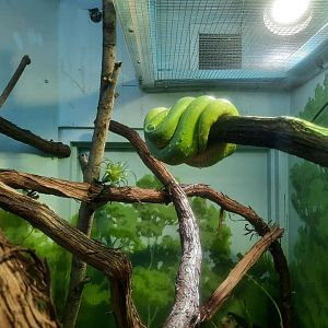 Green Tree Python