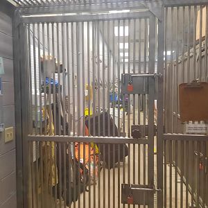 Backstage Komodo Dragon Holding