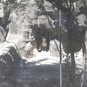 Milja the Snow Leopard