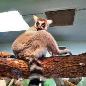 Ring Tailed Lemur
