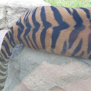 Tiger Tail