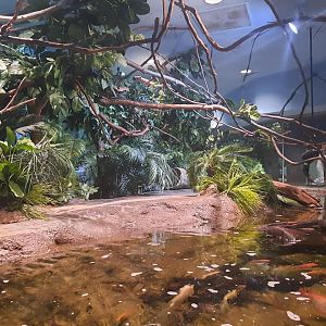 Rainforest Exhibit