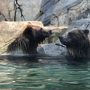 Brown Bears- Tim & Jess