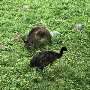 Young Emu & Kangaroo