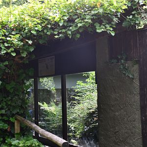 Siberian Weasel exhibit