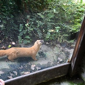 Siberian Weasel