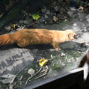 Siberian Weasel