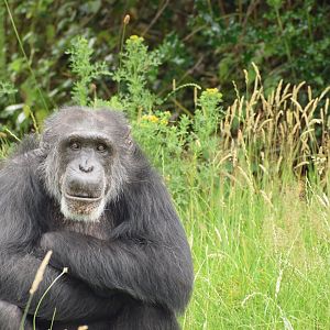 Boris - Western Chimpanzee