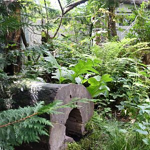 Eastern Quoll exhibit