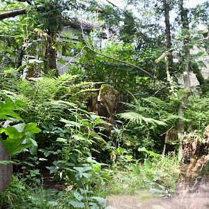 Eastern Quoll exhibit