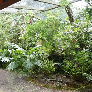 Eastern Quoll exhibit