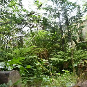 Eastern Quoll exhibit