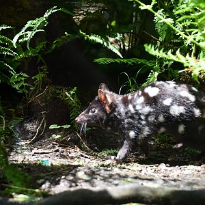Eastern Quoll