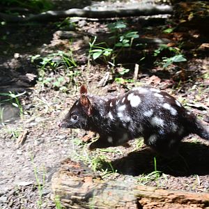 Eastern Quoll