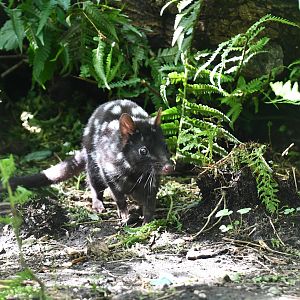 Eastern Quoll
