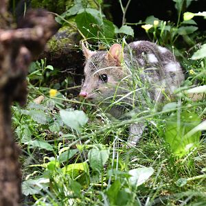 Eastern Quoll