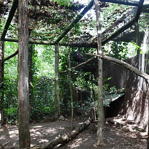 first of two Capercaillie exhibits