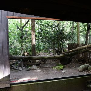 second of two Capercaillie exhibits