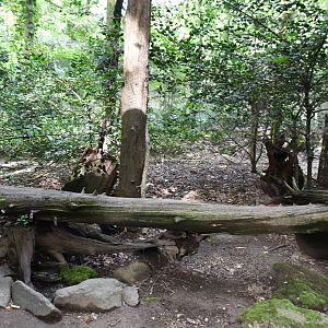 second of two Capercaillie exhibits