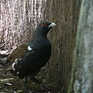 Capercaillie