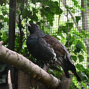 Capercaillie