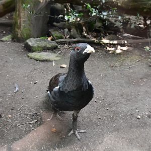 Capercaillie