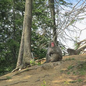Japanese macaque