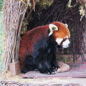 Red panda
