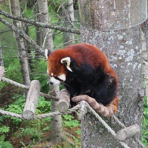 Red panda