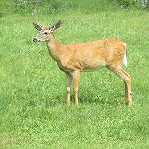 White tail deer from train