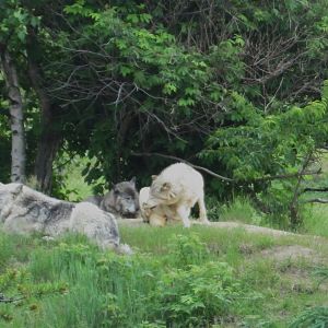 Gray wolf from train