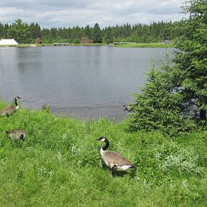 Waterfowl on lake from train
