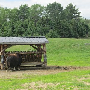 musk ox from train