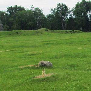 Prarie dog from train