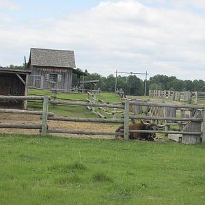 Texas longhorn from train