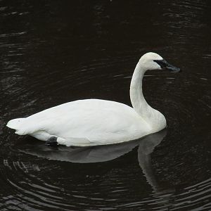 Trumpther swan