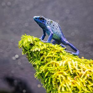 Dyeing Poison Dart Frog (Dendrobates tinctorius)