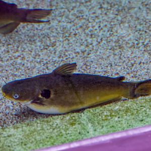 Günther's catfish (Horabagrus brachysoma)