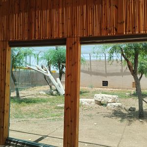 Midbarium - Persian Leopard pt.1