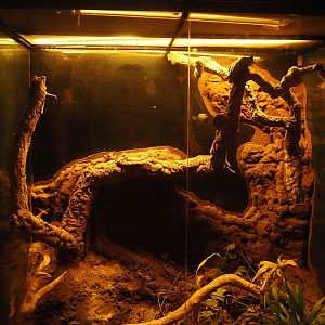 Nachtwelten (Nocturnal house) - Common tree frog terrarrium, 2024-05-22