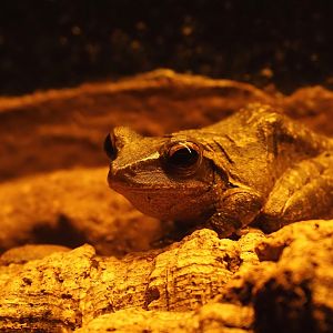 Common tree frog (Polypedates leucomystax), 2024-05-22