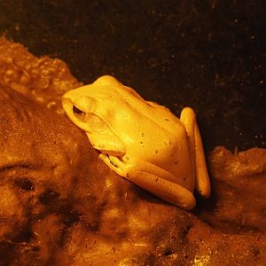 Common tree frog (Polypedates leucomystax), 2024-05-22