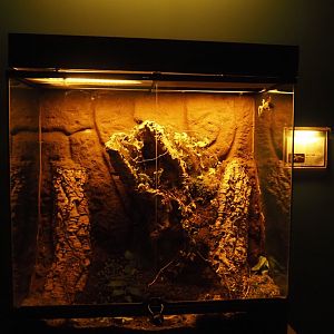 Nachtwelten (Nocturnal house) - Kuhl's flying gecko terrarium, 2024-05-22