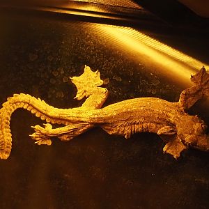 Kuhl's flying gecko (Gekko kuhli), 2024-05-22