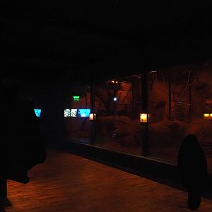 Nachtwelten (Nocturnal house) - Bat and Sugar glider exhibits, 2024-05-22