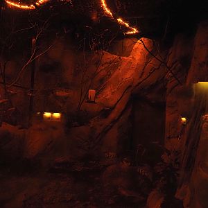 Nachtwelten (Nocturnal house) - Pallas' long-tongued bat exhibit, 2024-05-22